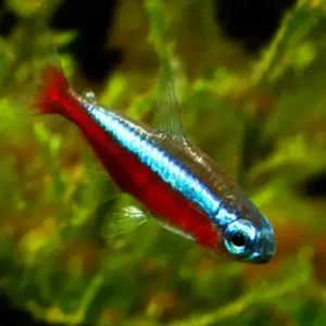 Cardinal Tetra